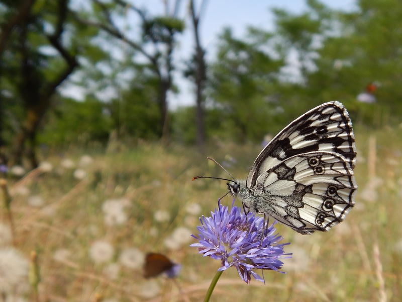 Melanargia galathea puntuale all''appuntamento